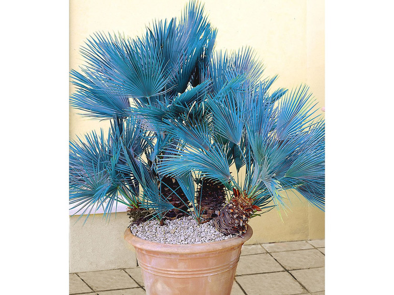 Gehe zu Vollbildansicht: Winterharte Blaue Zwerg-Palmen, 1 Pflanze, Chamaerops humilis Cerifera - Bild 1
