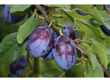 Zwergpflaume »Imperial«, im 5 Liter Container, Prunus domestica, winterhart, mehrjährig