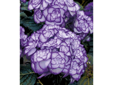 Winterharte Freiland-Hortensie Miss Saori blue® 1 Pflanze Hydrangea