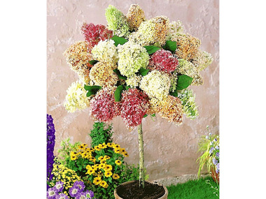 Hortensien-Stämmchen »Grandiflora«, 1 Pflanze
