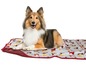 Ein Shetland Sheepdog liegt auf einer Decke mit Dackel-Motiv.
