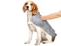Ein Beagle mit einer grauen Hundeweste mit Knochenmuster