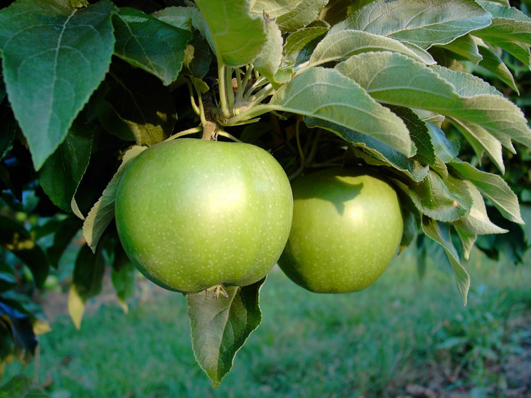 Gehe zu Vollbildansicht: Apfel »Granny Smith Compact«, Spindel, dunkelgrün, gute Lagerfähigkeit, kompakter Wuchs - Bild 1