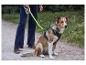 Hund sitzt mit Geschirr und leuchtender Leine, Besitzer steht daneben.