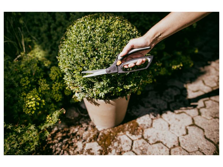 Hand schneidet Topfbusch mit Gartenschere.