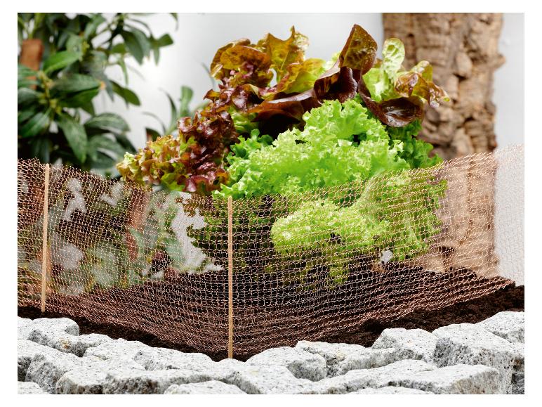 Frischer Salat im Beet mit Kupfernetz und Steinen.