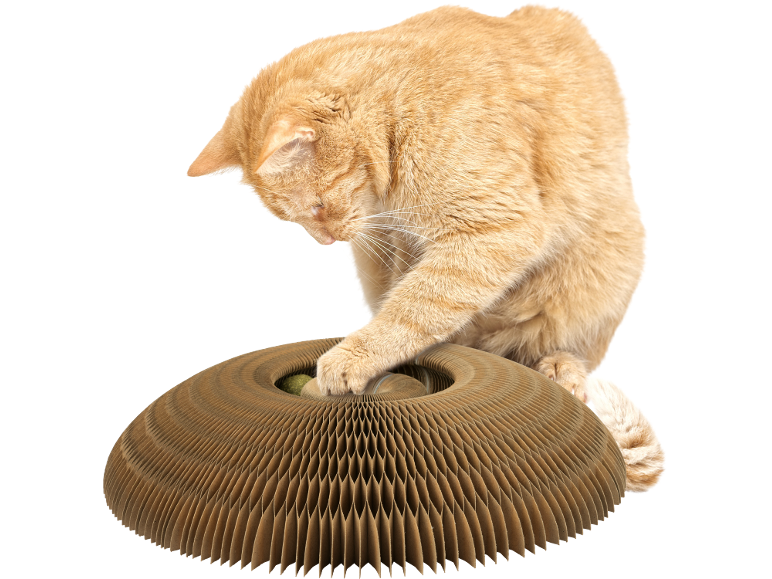 Roter Kater spielt mit einem Kratzspielzeug aus Pappe.
