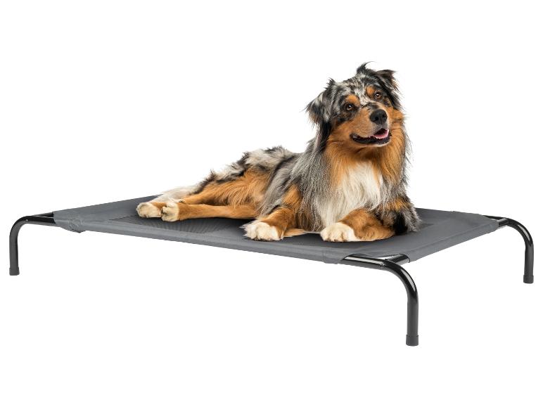 Australischer Schäferhund liegt auf einem grauen erhöhten Hundebett.