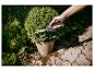 Hand schneidet Topfbusch mit Gartenschere.