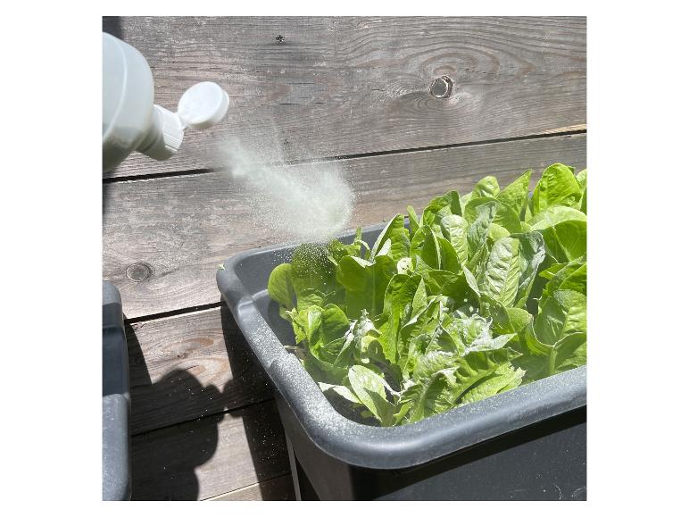 Weiße Flasche streut Pulver auf grünen Salat in schwarzem Pflanzgefäß