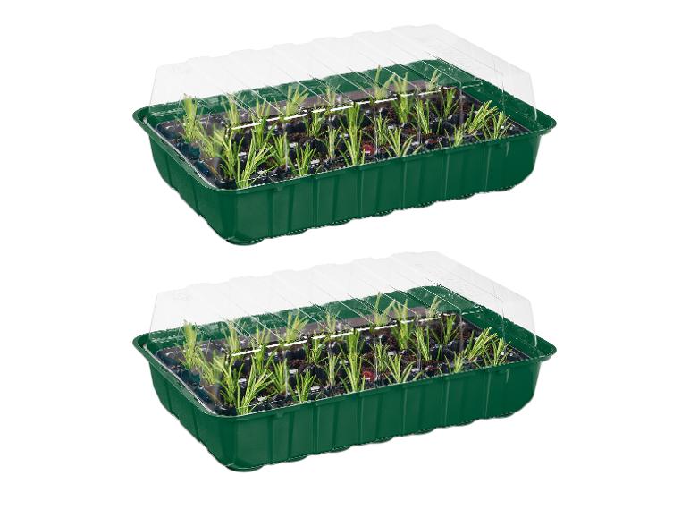 Zwei Mini-Gewächshäuser mit grünen Setzlingen, mit transparenten Deckeln.