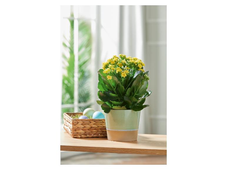 Eine Pflanze mit gelben Blüten in einem Topf auf einem Holztisch mit einem Korb voller Ostereier.