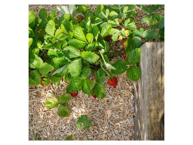 Reife rote Erdbeeren wachsen in einem Garten, mit Holzhackschnitzeln gemulcht.