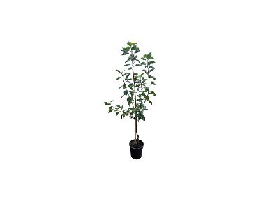 Starterset Obstbäume, bestehend aus je 1 Buschbaum: Apfel 'Cox Orange', Birne 'Frühe von Trevoux', Kirsche 'Schneiders Späte'®