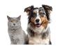 Eine graue Katze und ein lächelnder Australian Shepherd Hund nebeneinander