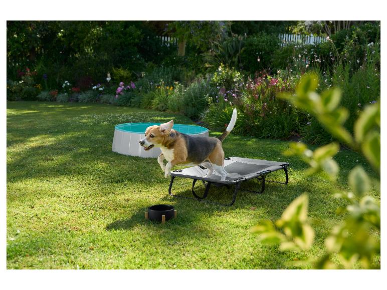 Beagle springt auf ein erhöhtes Hundebett, mit einem Hundepool im Hintergrund.