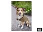 Hund im gesteppten MAX WORLD Hundemantel an der Leine sitzt auf einem Weg. [KI-generiertes Bild]