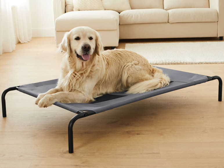Ein Hund auf einem grauen Hundebett mit schwarzen Beinen.