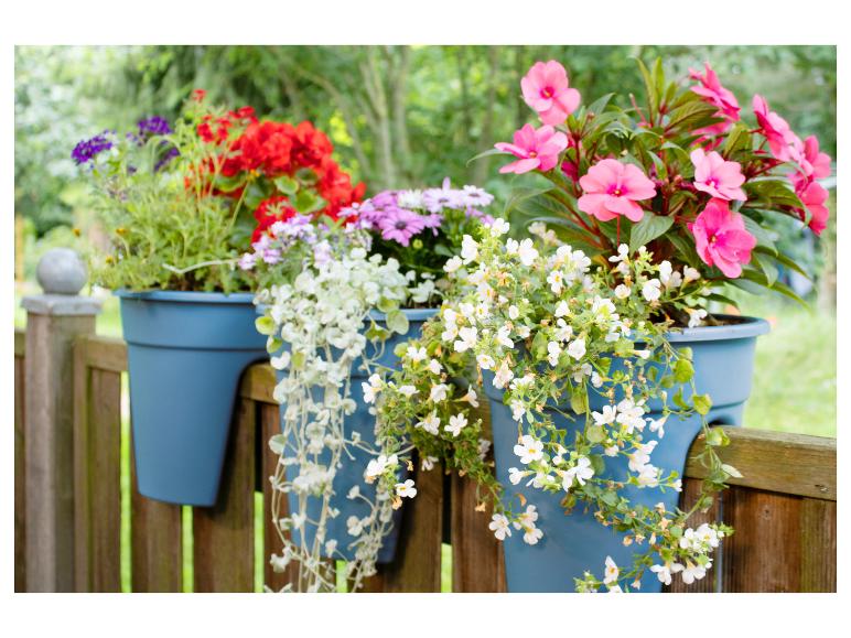Blaue Blumentöpfe mit bunten Blumen hängen an einem Holzzaun.