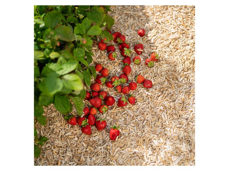 Frisch gepflückte Erdbeeren auf Holzhackschnitzeln neben Erdbeersträuchern.