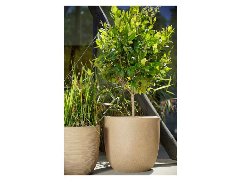 Zwei Pflanztöpfe mit Pflanzen, einer mit Gras, der andere mit einem kleinen Baum, draußen.