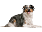 Blauer Merle Australian Shepherd Hund mit braunen Abzeichen, liegend und lächelnd