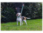 Ein Beagle-Hund an der Leine im Gras.