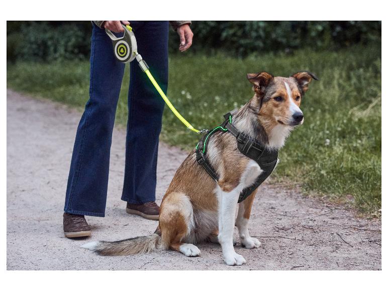 Hund sitzt mit Geschirr und leuchtender Leine, Besitzer steht daneben.
