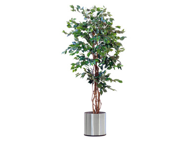 Pureday Kunstpflanze Ficus Benjamini, mit Naturstamm