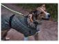 Hund mit reflektierender Jacke und leuchtendem Halsband spaziert in der Dämmerung.