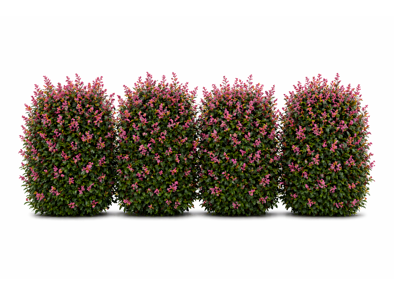 Vier Sträucher mit rosa Blüten auf weißem Hintergrund.