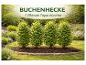 4 Buchenpflanzen (Fagus sylvatica) in einem Garten, mit dem Text „BUCHENHECKE“.