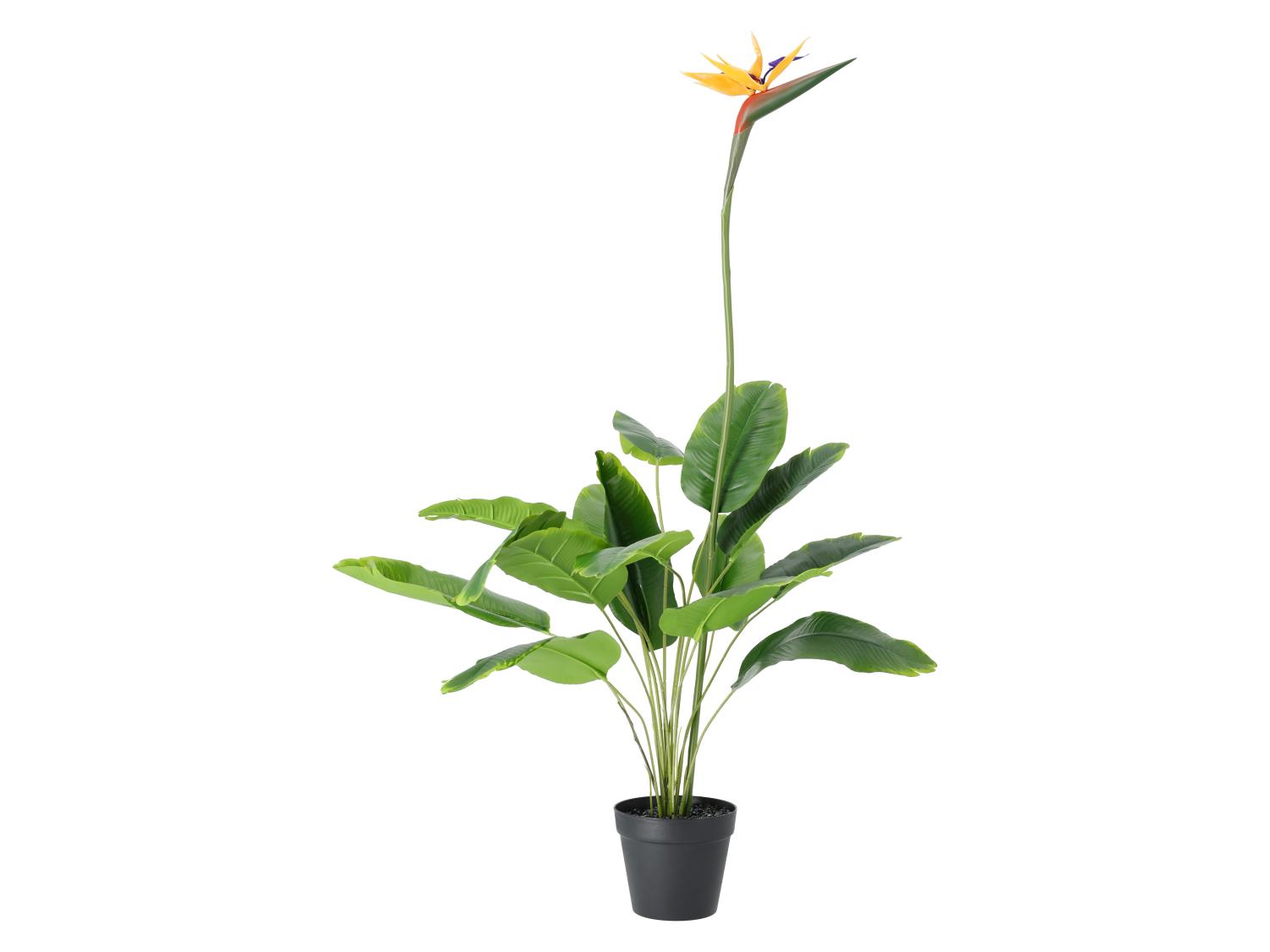LIVARNO Kunstpflanze Olivenbaum / Strelitzie / Palme | Lidl