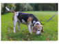 Ein Beagle auf einer grünen Wiese mit Leine.