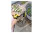Frau reinigt Terrasse mit Hochdruckreiniger und Bürste, Blumen im Hintergrund.