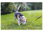 Ein Beagle auf einer grünen Wiese, an einer grauen Leine geführt.