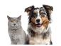 Eine graue Katze und ein lächelnder Australian Shepherd Hund nebeneinander
