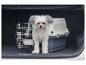 Kleiner Hund mit Transportbox im Kofferraum eines Autos