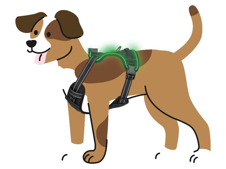 Braun-weiß gefleckter Hund mit einem grün leuchtenden Geschirr.
