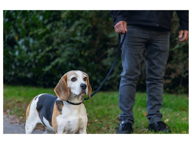Ein Beagle an der Leine, fotografiert in einem Park.