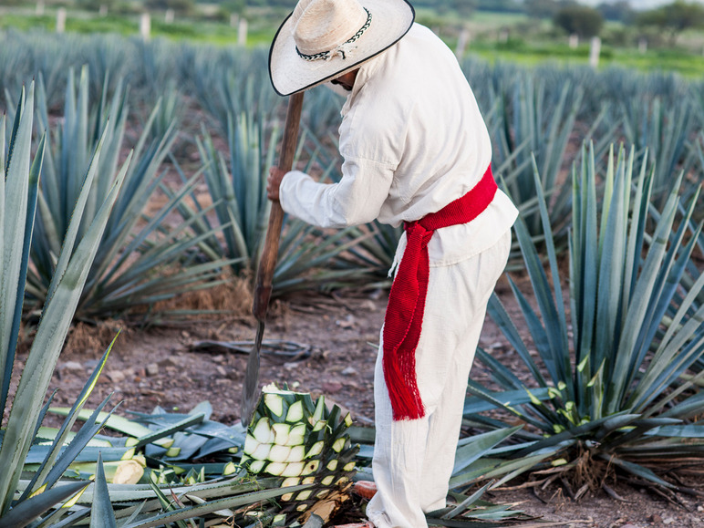 Gehe zu Vollbildansicht: Corralejo Tequila Reposado 38% Vol - Bild 3