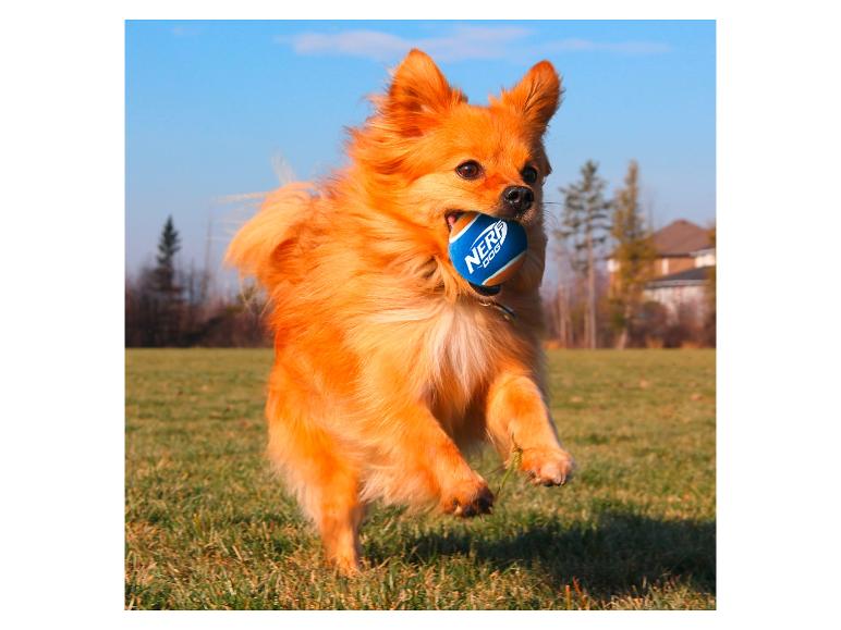 Hund rennt über Gras mit blauem Ball im Maul.