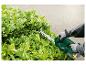 Person schneidet Hecke mit einer Akku-Heckenschere