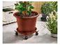 Ein großer brauner Blumentopf mit einer Pflanze auf einem Rolluntersatz, neben anderen Pflanzen.