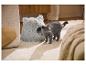 MAX & MILA'S WORLD Katzenhöhle mit einer grauen British Shorthair Katze daneben