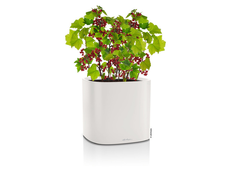 Gehe zu Vollbildansicht: Lechuza Pflanzgefäß »Pila Color Planter«, L 35 x B 35 x H 33 cm - Bild 21