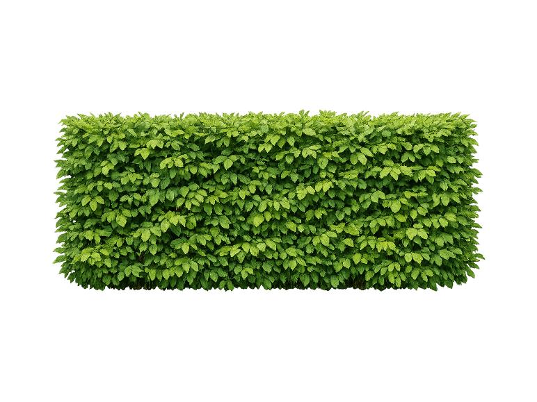 Geschnittene grüne Blätterhecke auf weißem Hintergrund.
