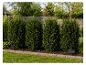 Dunkelgrüne Eibensträucher in einem Garten mit Holzzaun im Hintergrund. Etikett: Taxus baccata.