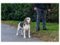Ein Beagle auf einem Gehweg, an der Leine geführt von einer Person.