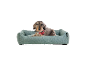 Hund in einem blaugrünen Hundebett.